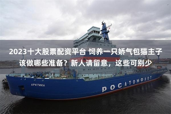 2023十大股票配资平台 饲养一只娇气包猫主子该做哪些准备？新人请留意，这些可别少
