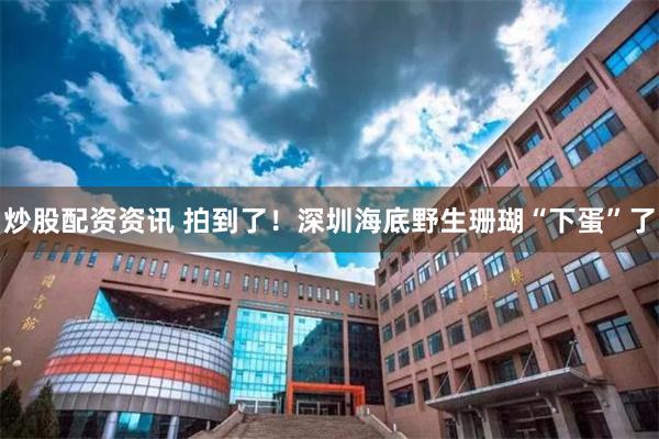 炒股配资资讯 拍到了！深圳海底野生珊瑚“下蛋”了