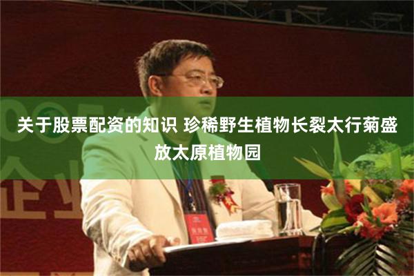 关于股票配资的知识 珍稀野生植物长裂太行菊盛放太原植物园